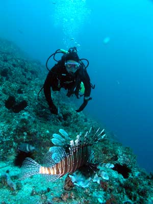 Firefish