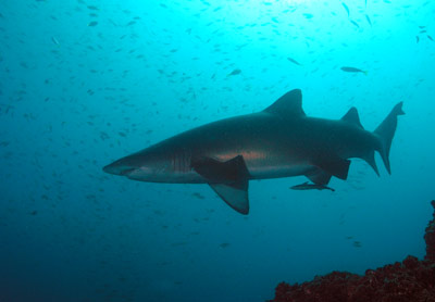 Grey Nurse Shark
