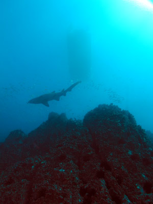 Grey nurse shark