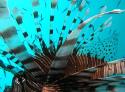 Firefish