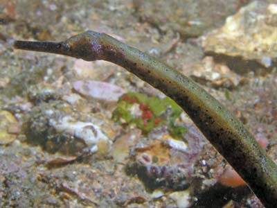Pipefish