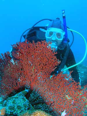 Gorgonia