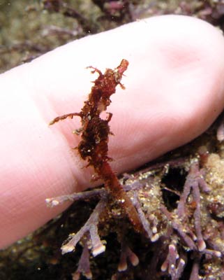 Pygmy pipe horse