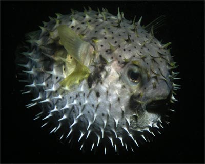 Pufferfish