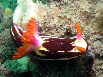 Nudibranch