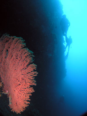 Gorgonia at Pygmy Point