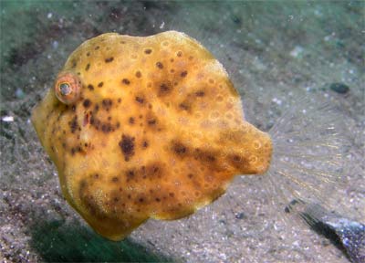 Pygmy leatherjacket