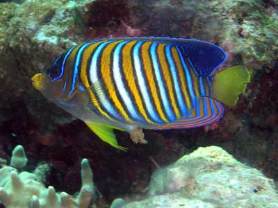 Regal angelfish at Pygmy Point
