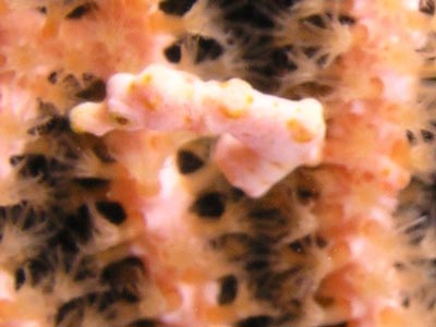 Pygmy Sea Horse