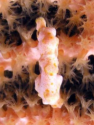 Pygmy Sea Horse