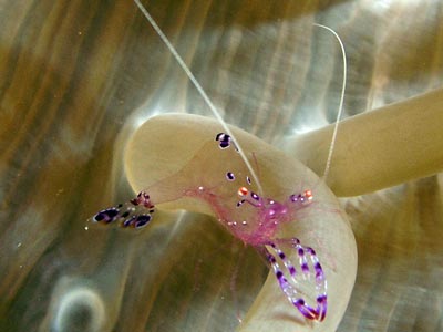Clear Shrimp at Pygmy Point