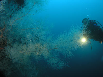 Soft Coral at Pygmy Point