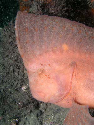 Red indianfish