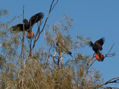 Red Tailed Black Cockatoos