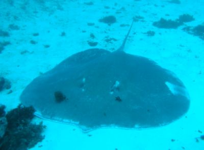Huge ray
