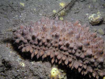 Sea Cucumber