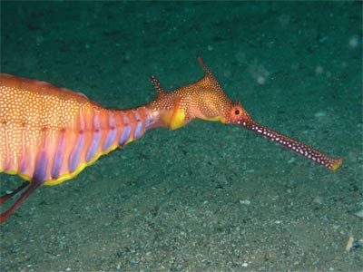 Sea dragon