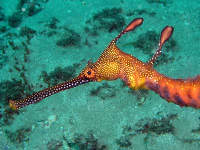 Sea dragon