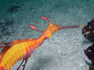 Sea dragon