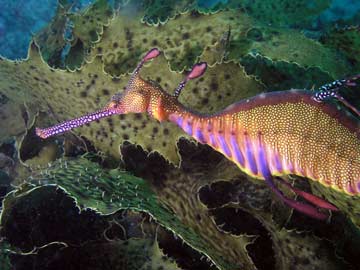 Sea dragon