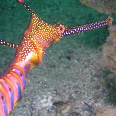 Sea dragon at La Perouse