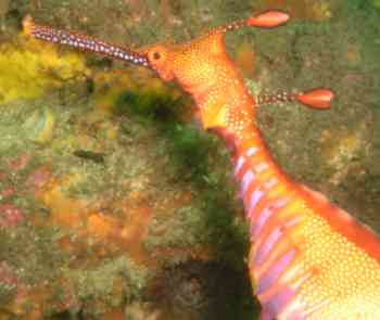 Sea dragon