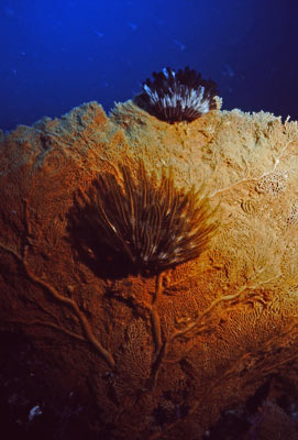 Sea Lark Channel