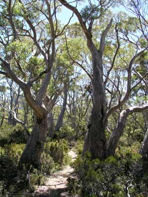 Shadow Lake Track