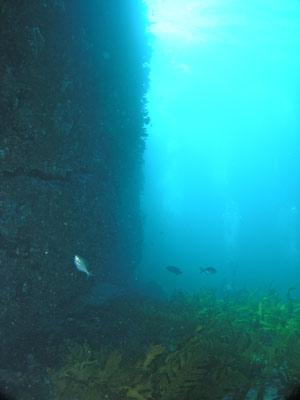 Shark Point
