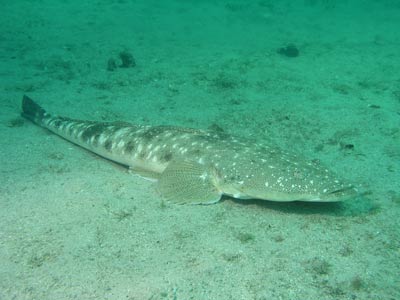 Flathead