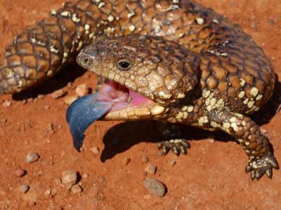 Shingleback Lizard
