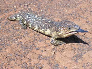 Shingleback