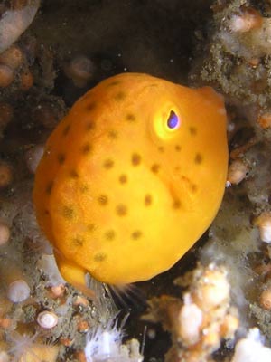 Boxfish