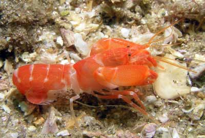 A shrimp