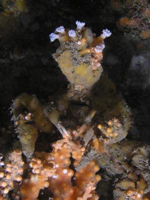 Decorator crab
