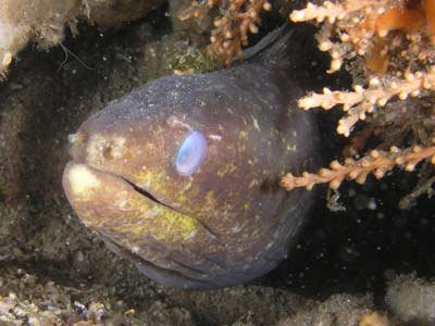 Eel