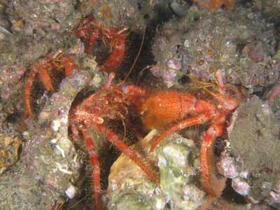 Hermit Crabs