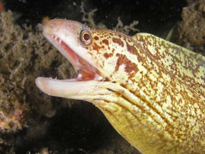 Moasic Eel