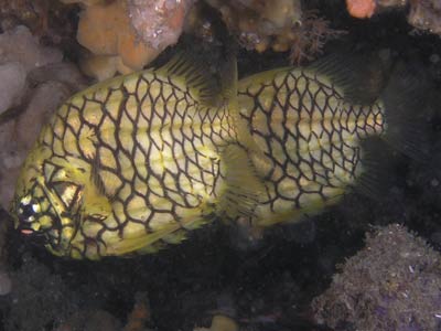 Pineapplefish