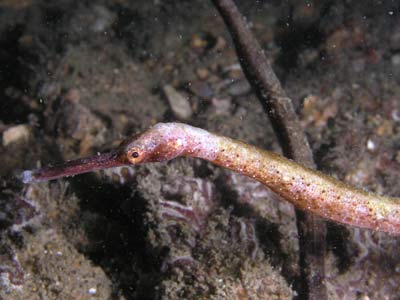 Pipefish