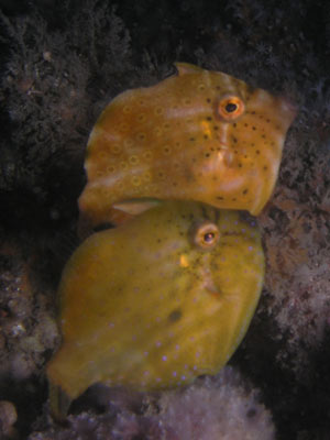 Pygmy leatherjackets