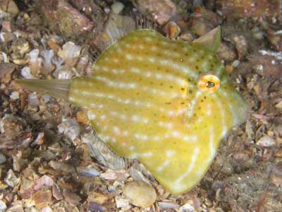 Pygmy leatherjacket