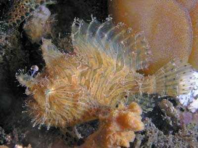 Anglerfish