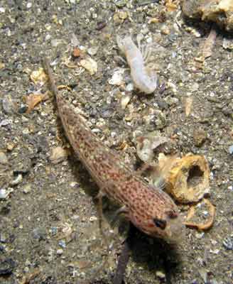 Shrimp and goby