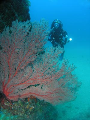 Gorgonia