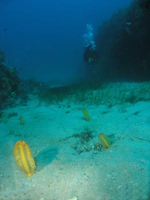 Seapen