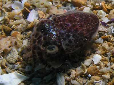 Dumpling Squid