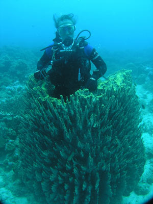 Sin Reef