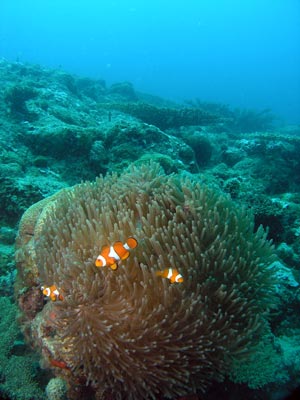 Sin Reef