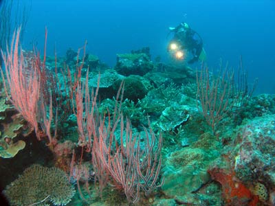 Sin Reef